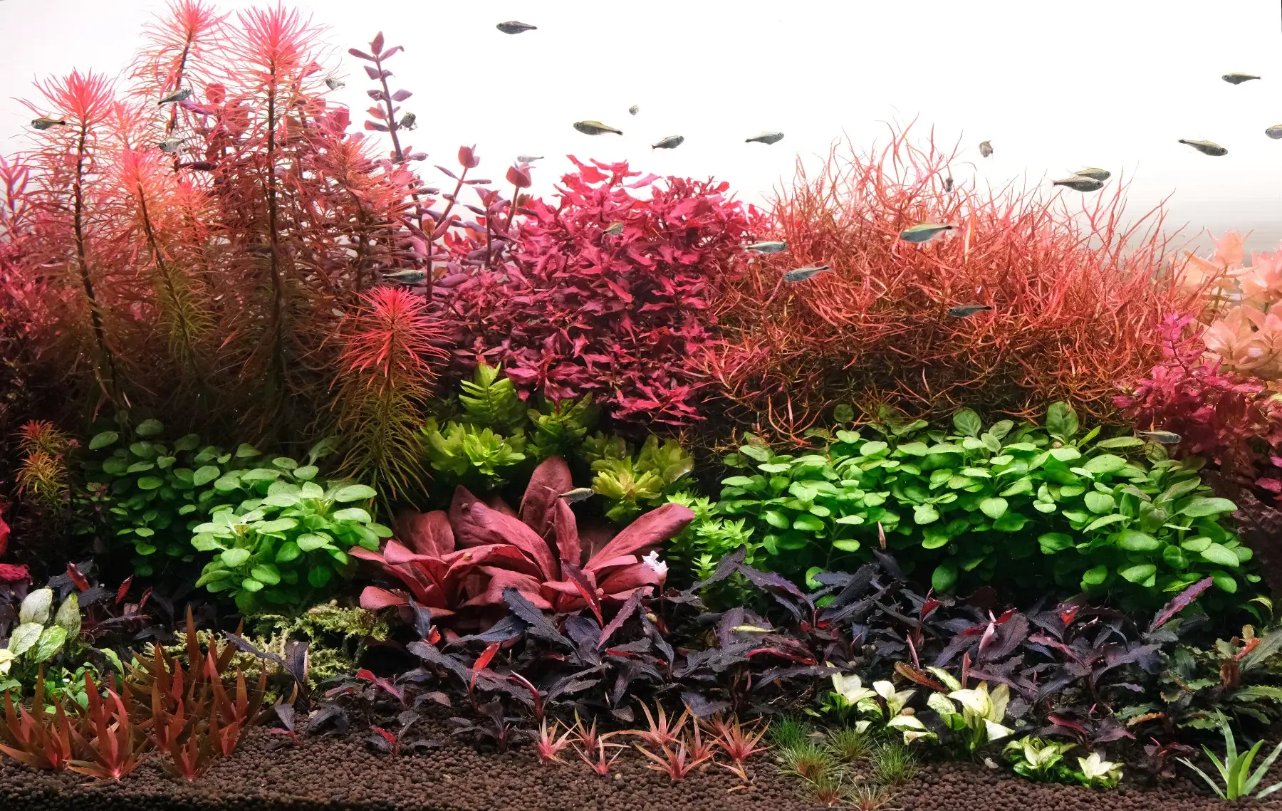 Lush high-tech planted aquarium with dense red and green stem plants and small schooling fish